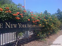 Ботанічний сад Бронкса, Нью-Йорк, США