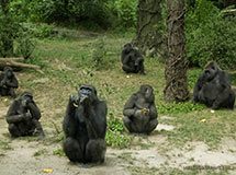 Bronx Zoo, New York City, USA